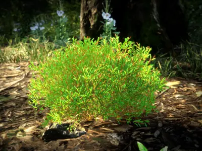 Vulnerable Plant - 6 Hibbertia emarginata Grass Bush Tree Low-poly 3D model