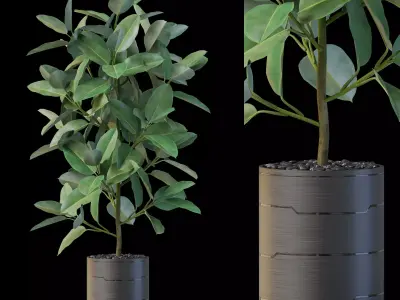 Plants collection 877 3D model