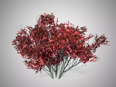 Kousa Dogwood Fall Tree Low-poly 3D model