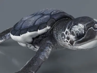  Black Baby Sea Turtle Swim Rigged For Maya Animated 