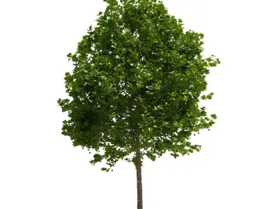Platanus x hispanica 201SU V2 3D model