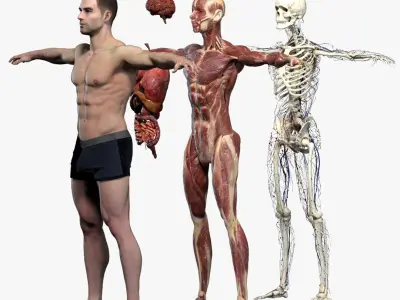  Male Anatomy Complete Pack 3D 