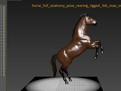  Full Horse Anatomy Animated 