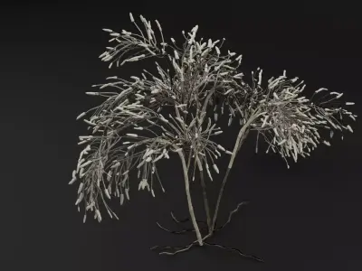 Gossypium Thurberi Plant 3D model