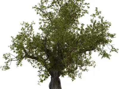 Photorealistic Ancient Old Tree 3D Model  Low-poly 3D model