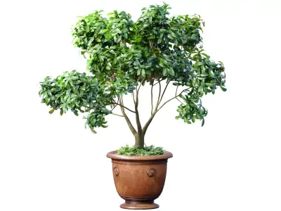 Decorative tree in a classic pot and flowerpot 3D model