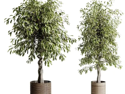 ficus benjamin in handmade wooden baskets - indoor plant set 440 3D model