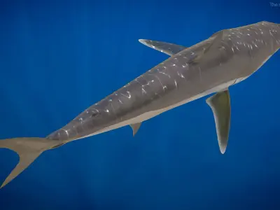  Realistic Shortfin Mako Shark Rigged for Cinema 4D 