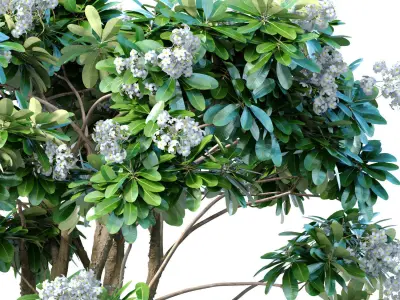 Decorative blooming outdoor garden tree with white flowers 3D model