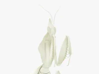  Praying Mantis White 