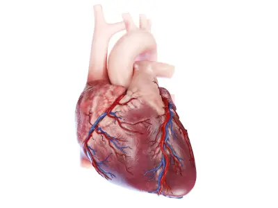  Human Heart Collection Animated 