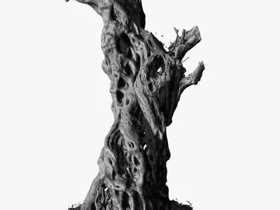 Giant Ancient Olive Tree 6  3DScan 3x16k 1x16k Textures Low-poly 3D model