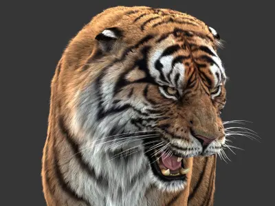  Tiger (5) (ANIMATED) (FUR) 