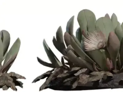 Stylized Desert Succulent Clump Pack Low-poly 3D model