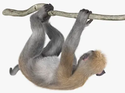  Gray Macaque Hanging on Branch Fur for Cinema 4D 