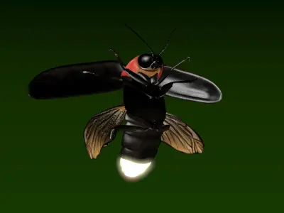 Firefly beetle flying Low-poly 3D model