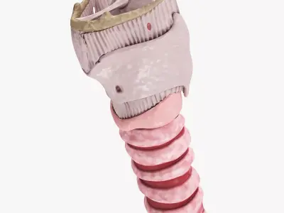 Larynx Low-poly 3D model