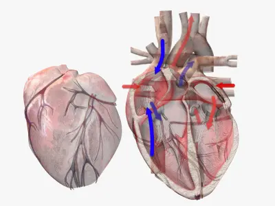  Heart with Anatomical Cross Section 