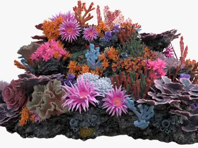  Coral Reef N 02 