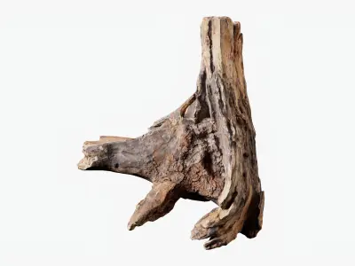  Scanned Trimmed Tree Wood Collection 