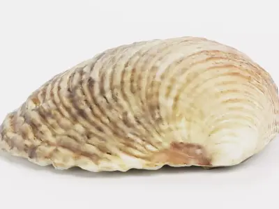 Shell Light - Realistic Cockle Seashell 3D model