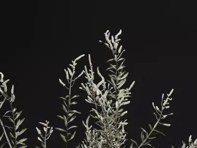 Gossypium Thurberi Plant 3D model