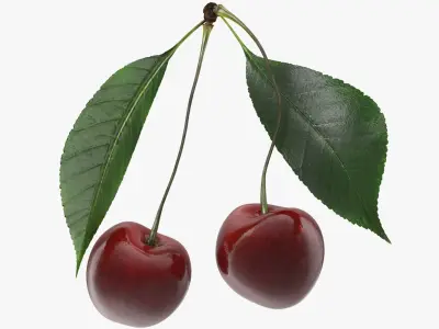  Cherry Collection 