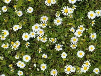 Daisy Flower Field Texture  Texture