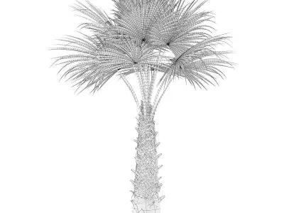 Windmill Palm 3D model