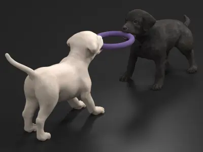  Labrador Puppies Playing with Dog Toy 
