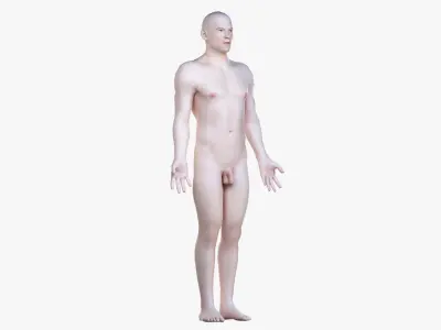  Full Male And Female Anatomy Low Poly Set 