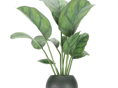 Collection plant vol 297 - indoor - calathea - leaf Free 3D model