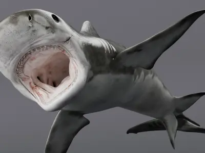  Tiger Shark Swim Fast Animated Rigged For Maya 