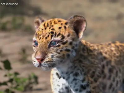  Leopard Cub Clawing Motion Fur Animated Rigged 
