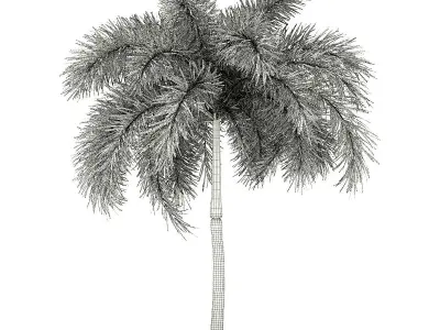 Foxtail Palm Tree 3D Model 6m 3D model