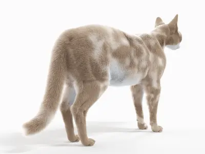  Full Cat Anatomy Static 