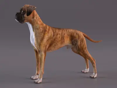  Large Dogs Rigged for Maya Collection 2 