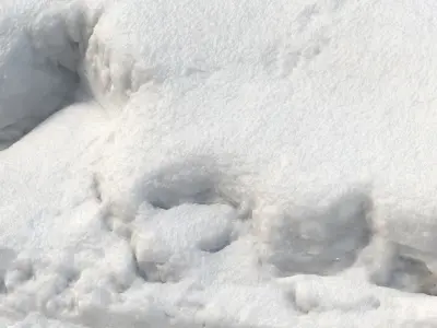 Snow 16 PBR Low-poly 3D model