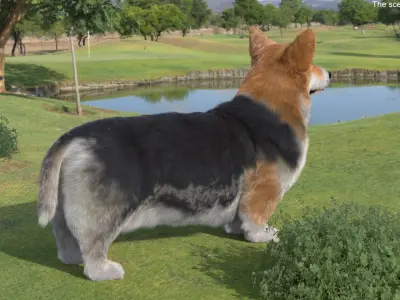  Tricolor Welsh Corgi Pembroke Fur for Cinema 4D 