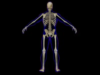 Full Male And Female Skeleton Anatomy 3D model