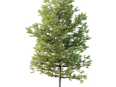 AV Plants Mountain Pine Needles Mugo Pinus Swiss 3D model