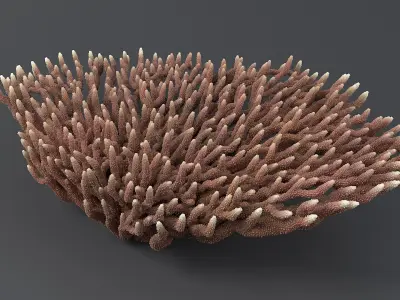  Corals Big Collection 