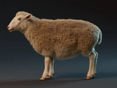  Sheep Rigged Animated with Fur1 