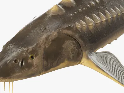  Sturgeon Fish Rigged for Maya 