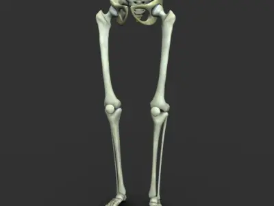 Human Leg Muscle Anatomy Medical Edition 3D model