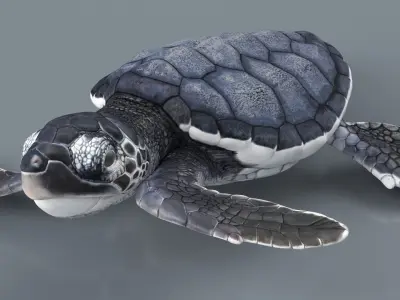  Black Baby Sea Turtle Swim Rigged For Maya Animated 