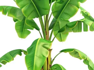 Banana Tree 3D Realistic Tropical Plant Lush Green Leaves Low-poly 3D model