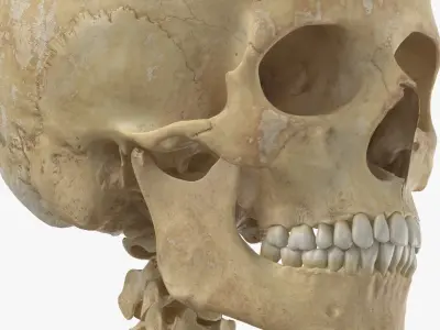  Real Human Male Skeleton Bones Anatomy 01 