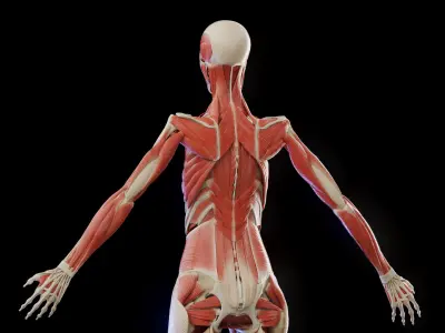  Female Body Skeleton Ligaments and Muscular Systems 