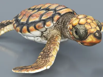  Baby Sea Turtle Brown Walking Rigged For Maya Animated 